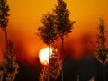 Field reeds against the backdrop of a sunny sunset on the horizon Royalty Free Stock Photo