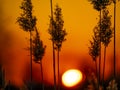 Field reeds against the backdrop of a sunny sunset on the horizon Royalty Free Stock Photo