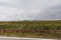 Field of reeds cultivated for industrial purposes