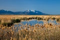 Field of Reeds on Lake Royalty Free Stock Photo