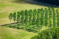 Field of regularly planted trees Royalty Free Stock Photo