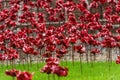 A field of remembrance poppies