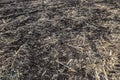 Field with removed harvested crop. Chernozem soil black soil.