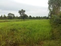 Field of rice in Isaan Thailand 3 Royalty Free Stock Photo