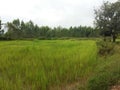 Field of rice in Isaan Thailand 4