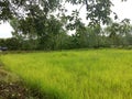 Field of rice in Isaan Thailand Royalty Free Stock Photo