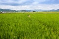 A field of Rice grows near Arashiyama, Japan