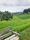 Field of rice nature agrikulture Royalty Free Stock Photo