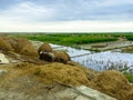 A field of rice is surrounded by rice fields