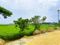 A field of rice is surrounded by rice fields