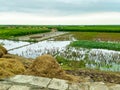 A field of rice is surrounded by rice fields