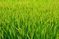 Field of rices Royalty Free Stock Photo