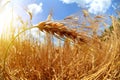 Field with ripe barley ears