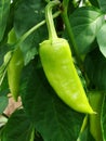 Field of ripe Bell pepper close-up. Rural landscape. The concept of a rich harvest. Concept art design Royalty Free Stock Photo