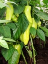 Field of ripe Bell pepper close-up. Rural landscape. The concept of a rich harvest. Concept art design Royalty Free Stock Photo