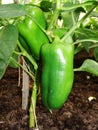 Field of ripe Bell pepper close-up. Rural landscape. The concept of a rich harvest. Concept art design Royalty Free Stock Photo