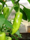 Field of ripe Bell pepper close-up. Rural landscape. The concept of a rich harvest. Concept art design Royalty Free Stock Photo