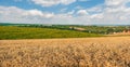 ripe cereals and sunflowers on the hills. Fields of wheat and sunflowers