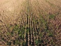 Field with ripe corn. Dry stalks of corn. View of the cornfield from above. Corn plantation, mature cobs, ready to harvest. Royalty Free Stock Photo