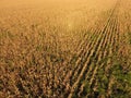 Field with ripe corn. Dry stalks of corn. View of the cornfield from above. Corn plantation, mature cobs, ready to harvest. Royalty Free Stock Photo