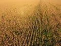 Field with ripe corn. Dry stalks of corn. View of the cornfield from above. Corn plantation, mature cobs, ready to harvest. Royalty Free Stock Photo