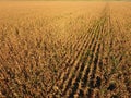 Field with ripe corn. Dry stalks of corn. View of the cornfield from above. Corn plantation, mature cobs, ready to harvest. Royalty Free Stock Photo