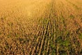 Field with ripe corn. Dry stalks of corn. View of the cornfield Royalty Free Stock Photo