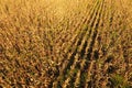 Field with ripe corn. Dry stalks of corn. View of the cornfield Royalty Free Stock Photo