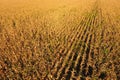 Field with ripe corn. Dry stalks of corn. View of the cornfield Royalty Free Stock Photo