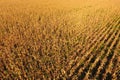 Field with ripe corn. Dry stalks of corn. View of the cornfield Royalty Free Stock Photo