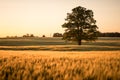 A field of ripe crops and an old oak tree during sunset in the summer Royalty Free Stock Photo