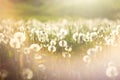 Field of ripe dandelions in the sunset sun Royalty Free Stock Photo