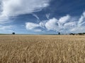 A field of ripe ears with a horizon against a blue sky with cirrus clouds. Horizontal photo Royalty Free Stock Photo