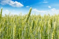 Field with ripe ears of wheat and blue cloudy sky. Shallow depth Royalty Free Stock Photo