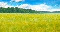Field with ripe ears of wheat and blue cloudy sky. Wide photo Royalty Free Stock Photo