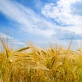 Field with ripe ears of wheat and blue sky Royalty Free Stock Photo