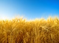 Field of ripe golden barley, natural pattern Royalty Free Stock Photo