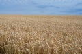 Field of ripe golden ears of wheat in the countryside under blue sky Royalty Free Stock Photo