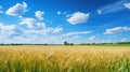 Field of ripe golden rye in late summer, blue sky, rural landscape, copy space Royalty Free Stock Photo