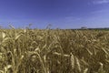 Field of ripe golden wheat against a blue sky Royalty Free Stock Photo