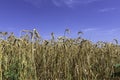 Field of ripe golden wheat against a blue sky Royalty Free Stock Photo