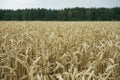 A field with ripe golden wheat against a dark green forest and a cloudy sky on a summer day Royalty Free Stock Photo