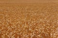 Field of ripe golden wheat close-up Royalty Free Stock Photo