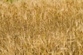 Field of ripe golden wheat close-up Royalty Free Stock Photo