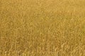 Field of ripe golden wheat close-up Royalty Free Stock Photo