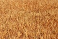 Field of ripe golden wheat close-up Royalty Free Stock Photo