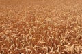 Field of ripe golden wheat close-up Royalty Free Stock Photo