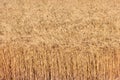 Field of ripe golden wheat close-up Royalty Free Stock Photo