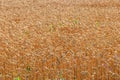 Field of ripe golden wheat close-up Royalty Free Stock Photo