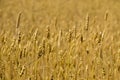 Field of ripe golden wheat close-up Royalty Free Stock Photo